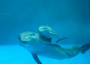 AcquariodiGenova cucciolo delfino con mamma Luna (2)